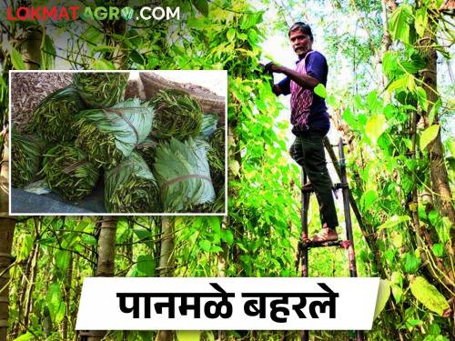 Sangli's eastern part of Miraj is becoming a hotbed of edible leaves betel leaf, how is betel leaf farming going? | सांगलीचा मिरजपूर्व भाग ठरतोय खाऊच्या पानांचा आगार, कशी करतात पानांची शेती?