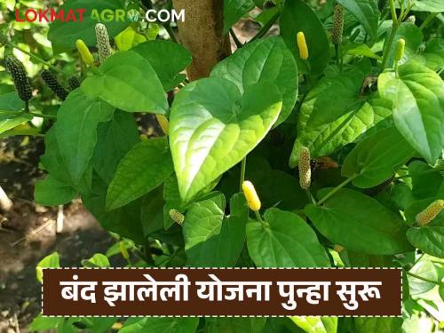 latest news Medicinal Cultivation Scheme: Golden opportunity for farmers! Grant of Rs 4.40 crore to the state for medicinal cultivation Read in detail | Medicinal Cultivation Scheme : शेतकऱ्यांसाठी सुवर्णसंधी! औषधी लागवडीसाठी राज्याला ४.४० कोटींचं अनुदान वाचा सविस्तर