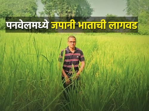 Meenesh Gadgil in Panvel successfully cultivated Japanese black rice | पनवेलमधील मीनेश गाडगीळ यांनी यशस्वी केली जपानी ब्लॅक राईसची लागवड