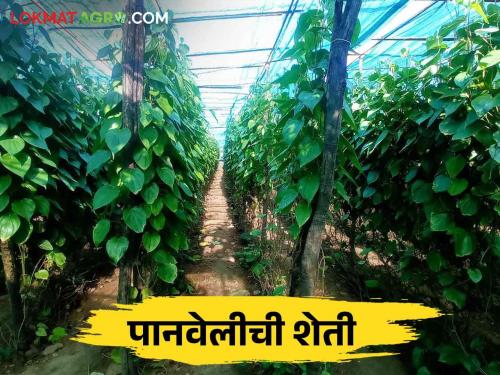 Betel Leaves Farming: Where and how is cultivation of betel leaves in Maharashtra? | Betel Leaves Farming: महाराष्ट्रात कुठे व कशी केली जाते खाऊच्या पानांची शेती