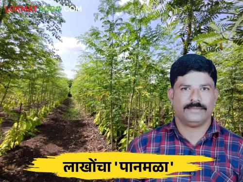 In this taluka in the state, Panveli cultivation on an area of 250 hectares is getting an income of four lakh per acre | राज्यात या तालुक्यात २५० हेक्टर क्षेत्रावर पानवेलीची शेती मिळतंय एकरी चार लाखाचे उत्पन्न