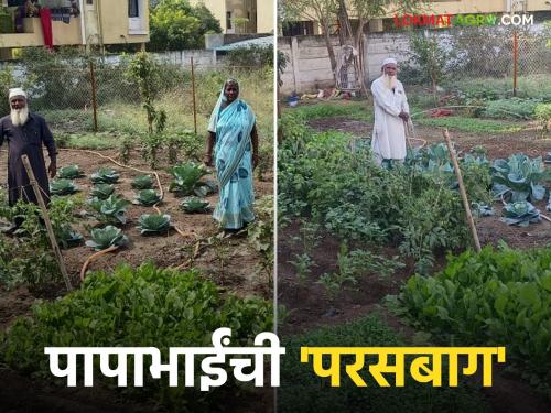 Urban Farming: Papabhai flourished an organic garden in the cement jungle; Grows 30 different types of crops | Urban Farming : सिमेंटच्या जंगलात पापाभाईंनी फुलवली सेंद्रीय परसबाग; घेतायत ३० प्रकारची विविध पिके