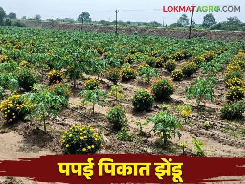 Latest News Intercrop Cultivation of marigold in papaya crop, experiment of Shahada farmer, read in detail  | Intercropping In Papai : पपईच्या पिकात झेंडूची लागवड, शहाद्याच्या शेतकऱ्याचा प्रयोग, वाचा सविस्तर 