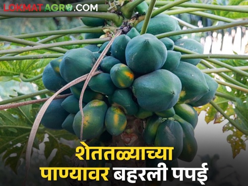 Latest News Farmer of Chalisgaon bloomed 'papaya' after overcoming drought | Success Story : दुष्काळातही बांधले हिरवे तोरण, चाळीसगावच्या शेतकऱ्याने फुलवली 'पपई'