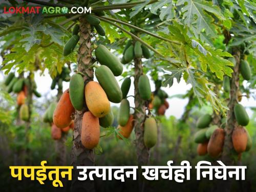 Due to the fall in the price of papaya, the cost of production did not go down | Papaya Market पपईचे भाव गडगडल्याने उत्पादन खर्चही निघेना