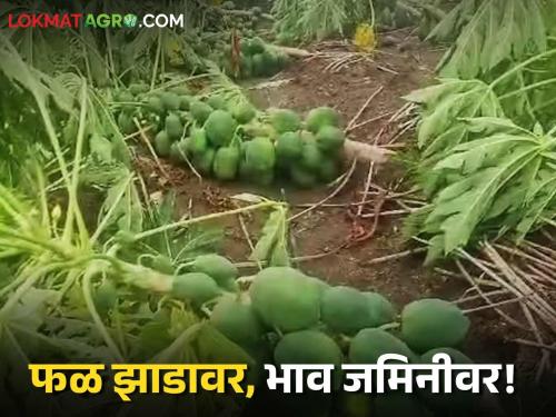 latest news Papaya Market : Storm wreaks havoc on orchards; Price hit in the market! Read in detail | Papaya Market : फळबागेवर वादळाचा कहर; बाजारात भावाचा मार! वाचा सविस्तर