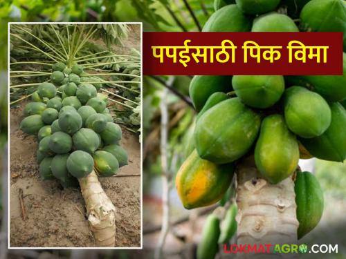 Papai Pik Vima Yojana 2024 : How to get compensation for papaya crop? How much will you pay for insurance read in detail | Papai Pik Vima Yojana 2024 : पपई फळपिकासाठी कशी मिळते नुकसान भरपाई? किती भराल विमा वाचा सविस्तर