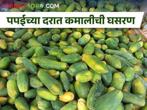 Fall in papaya prices, Four rupees per kg in Jalgaon market yard | पपईला कोणी विचारेणा, थेट चार अन् पाच रुपयांवर भाव