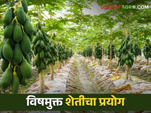 Latest News Intercropping of papaya in onion farming, good profit for young farmer from organic farming | Success Story : कांदा शेतीत पपईचं आंतरपीक, सेंद्रिय शेतीतून तरुण शेतकऱ्याला चांगला नफा