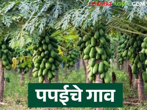 Do you know the new identity of Ardhapur taluka; Read in detail what crops are grown by farmers | तुम्हाला माहितीय का अर्धापूर तालुक्याची नवीन ओळख; शेतकरी कोणते पिके घेतात वाचा सविस्तर