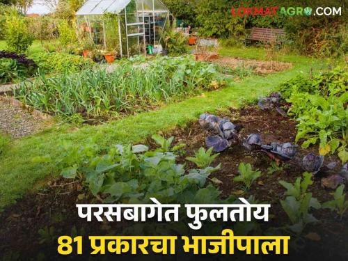 Latest News Cultivation of 81 types of vegetables in the backyard school initiative in Gadchiroli district   | Agriculture News : परसबागेत 81 प्रकारच्या भाजीपाल्याची लागवड, गडचिरोली जिल्ह्यातील शाळेचा उपक्रम  