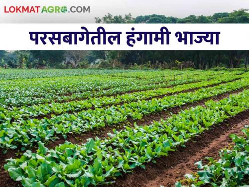 Gardening Tips: Which vegetables to choose for the backyard, know and read in detail  | Gardening Tips : परसबागेसाठी कुठल्या भाज्यांची निवड करावी, जाणून घ्या सविस्तर 