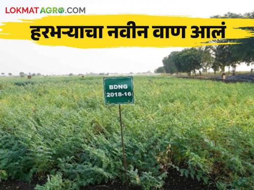 Parbhani Agricultural University developed a new variety of gram chick pea resistant to wilt disease read in detail | परभणी कृषी विद्यापीठाकडून मर रोगास प्रतिबंधक हरभऱ्याचे नवीन वाण विकसित वाचा सविस्तर