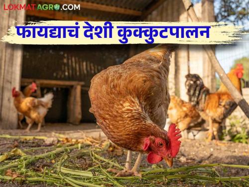 Kukut Palan : How to increase income from improved breeds of hens in backyard poultry farming | Kukut Palan : परसातील कुक्कुटपालन करताना कोंबड्यांच्या सुधारित जातींतून कसे वाढवाल उत्पन्न