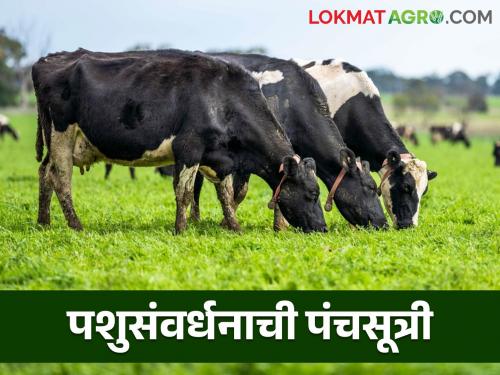 Animal Husbandry : 'Panchasutri' and 'Chara Swayampurna Village' activities for livestock development  | Animal Husbandry : पशुधन विकासासाठी ‘पंचसूत्री’ व ‘चारा स्वयंपूर्ण गाव’ उपक्रम 