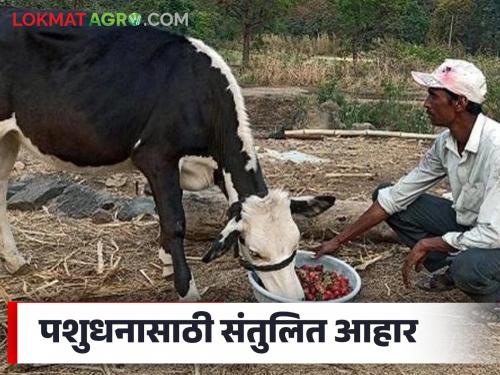 Latest News Livestock should not be allowed to eat too much in Kovale gavat Fodder Read in detail | Janavarancha Ahar : जनावरांना कोवळे गावात जास्त खाण्यास देऊ नये, अन्यथा... वाचा सविस्तर 