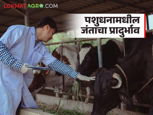 Latest news see precautions to prevent animals from getting infected with worms Read in detail | जनावरांना जंताचा प्रादुर्भाव होऊ नये, म्हणून काय काळजी घ्याल? वाचा सविस्तर 