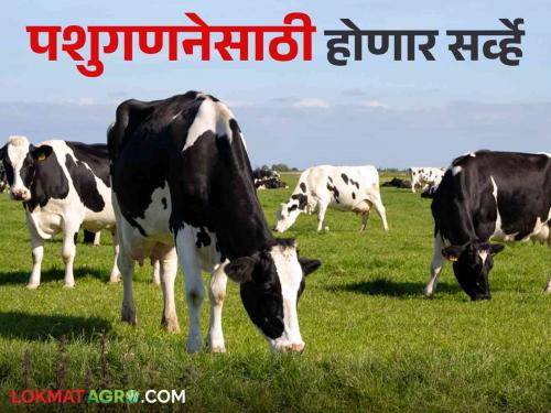 Pashu Ganana 2024 : This year cattle census will be done on mobile! | Pashu Ganana 2024 : यंदा पशुगणना होणार मोबाइलवर!