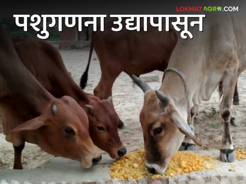 Pashu Ganana 2024 : livestock census will be conducted from tomorrow | Pashu Ganana 2024 : पशुगणनेला होणार उद्यापासून सुरुवात ; प्रगणकांची झाली नियुक्ती