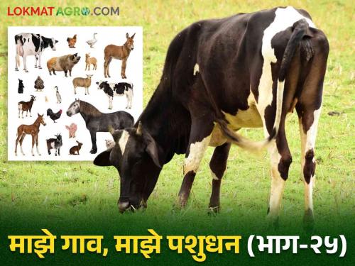 Pashu Ganana 2024 : Livestock farmers should register their livestock in livestock census for their prosperity | Pashu Ganana 2024 : पशुपालकांनी आपल्या उन्नतीसाठी पशुगणनेत पशुधनाची नोंद न चुकता करा