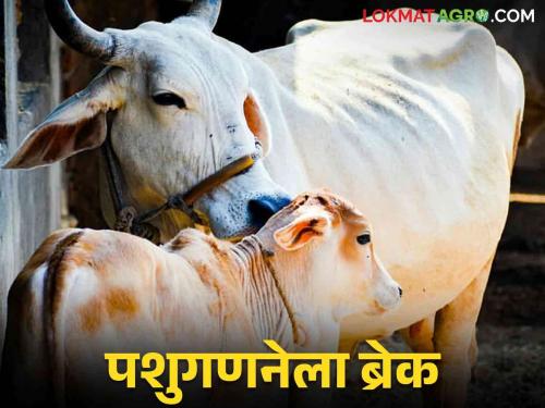 Pashu Ganana 2024 : Twenty-first cattle census stopped due to technical reasons | Pashu Ganana 2024 : तांत्रिक कारणाने एकविसावी पशुगणना थांबली