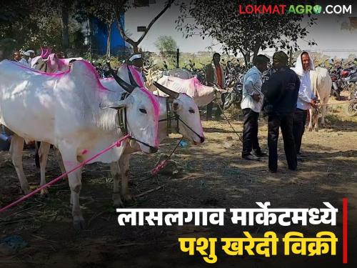 Latest News Pashu Kharedi vikri Goats, sheep and cattle market Niphad Bazaar of Lasalgaon Market | लासलगाव मार्केटच्या निफाड बाजारात आता शेळ्या, मेंढ्या व जनावरे खरेदी-विक्री