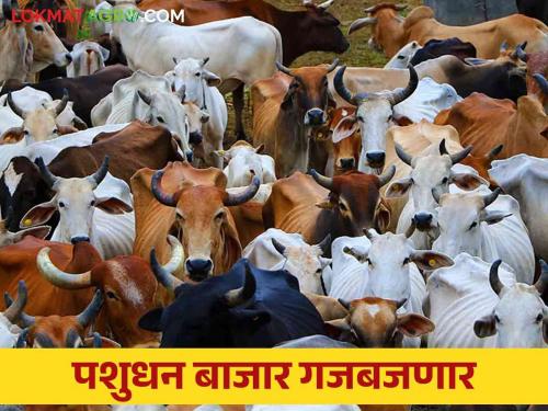 Animal Market: Animal market will be restored | Animal Market : पशुधन बाजार होणार पूर्ववत