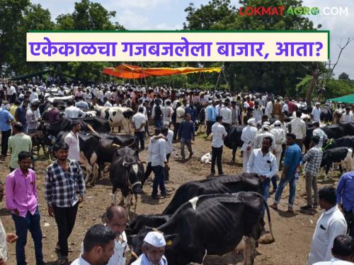 latest news Animal Market: The declining graph of the animal market: There is a reason, read in detail | Animal Market : पशु बाजारचा उतरता आलेख; कारण आहे कारण वाचा सविस्तर
