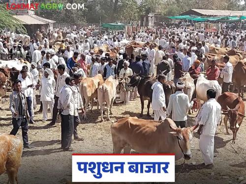 Livestock Market: latest news A pair of bulls has come to the market for a 'price'; Read the reason in detail | Livestock Market: बैलजोडीला आला बाजारात 'भाव'; काय आहे कारण वाचा सविस्तर
