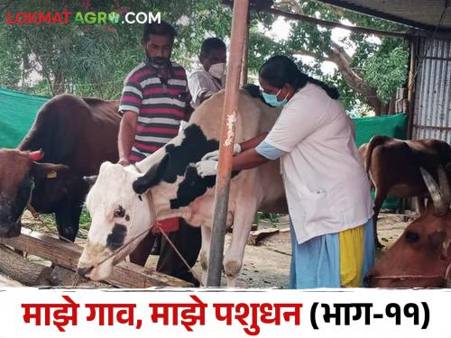 How to identify and Diphtheria Ghatasarp disease in livestock? and how to vaccination? | जनावरांतील घटसर्प रोगाची ओळख आणि लसीकरण कसे करावे?