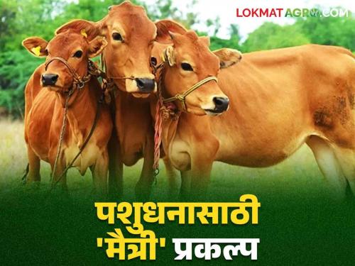 Artificial insemination of livestock : 'Maitri' project now for maintenance of livestock; Read in detail which will be beneficial in rural areas   | Artificial insemination of livestock : पशुधनाच्या देखभाल करण्यासाठी आता 'मैत्री' प्रकल्प; ग्रामीण भागात ठरणार फायदेशीर वाचा सविस्तर  