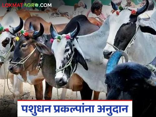 Latest News total of Rs 5 crore 48 lakhs in grants approved for 10 livestock projects, read in detail | 10 पशुधन प्रकल्पांना तब्बल 5 कोटी 48 लाख रुपये अनुदान मंजूर, वाचा सविस्तर 