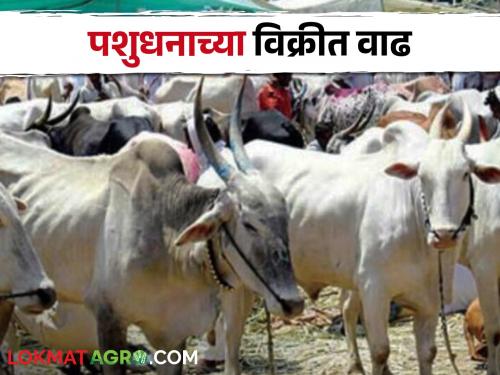 Cattle sales increased due to fodder, water problems | चारा, पाण्याच्या समस्येमुळे जनावरांची विक्री वाढली