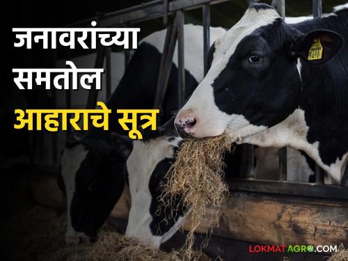 Feed this healthy food along with dry fodder to increase milk production in livestock | जनावारांतील दुध वाढीसाठी वैरणीबरोबर द्या हा सकस आहार