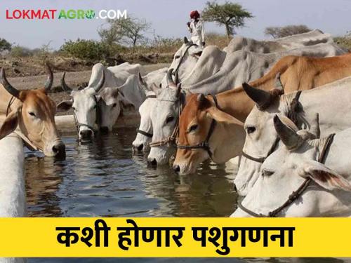 At the end of this year, we will know which farmer have how many livestock's | या वर्ष अखेर कळणार कोणत्या पशुपालकाकडे किती जनावरे