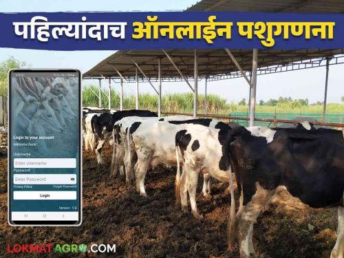 Pashu Ganana 2024 : Livestock census will start from today in the state 9 thousand employees will register through the app | Pashu Ganana 2024 : राज्यात पशुगनणेला आजपासून सुरुवात ९ हजार कर्मचारी करणार अॅपद्वारे नोंदणी