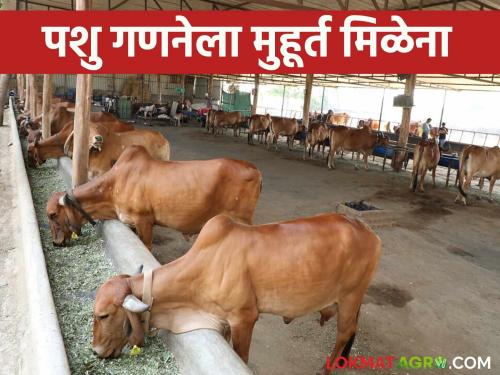 Pashu Ganana 2024 : A 'break' in 21st livestock census counting amid election frenzy | Pashu Ganana 2024 : निवडणुकीच्या धामधुमीत पशुगणनेला महाराष्ट्रात 'ब्रेक'; ही आहेत कारणे वाचा सविस्तर