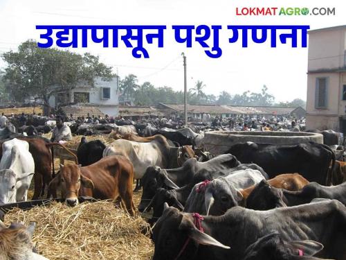 Animal Husbandry Department ready: Enumerators trained;  In how many months will the animal census take place? Read in detail | पशुसंवर्धन विभाग सज्ज : प्रगणकांना दिले प्रशिक्षण;  किती महिन्यात होणार पशुगणना? वाचा सविस्तर