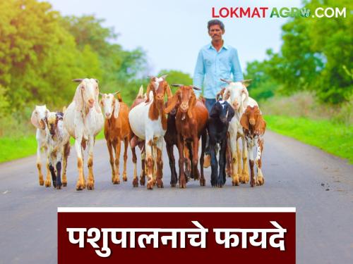 Latest News cattle Farming What are benefits of animal husbandry Know in detail | Animal Husbandry : पशुपालनाचे फायदे काय आहेत? जाणून घ्या सविस्तर