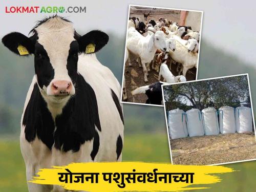 Farmers, farm laborers will get cow, goat and silage bags on subsidy | शेतकरी, शेतमजूर यांना अनुदानावर मिळणार गाय, शेळी अन् मुरघास बॅग