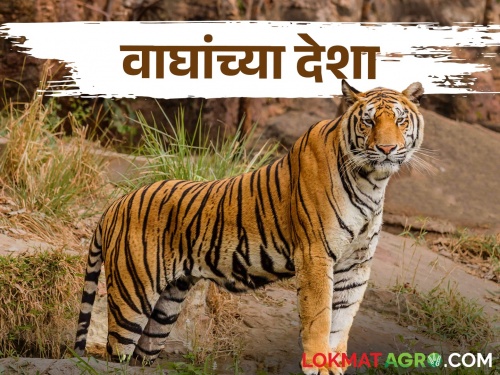 what are you saying India alone has so many tigers out of the total number of tigers in the world | काय सांगताय? जगातील एकूण वाघांपैकी एवढे वाघ एकट्या भारतात