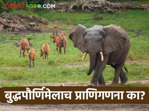 Latest News Every year wildlife census is conducted on Buddha purnima by the forest department | Wildlife Enumeration : बुद्ध पौर्णिमेच्या चांदणी रात्री वन्यप्राणी गणना का केली जाते? वाचा सविस्तर