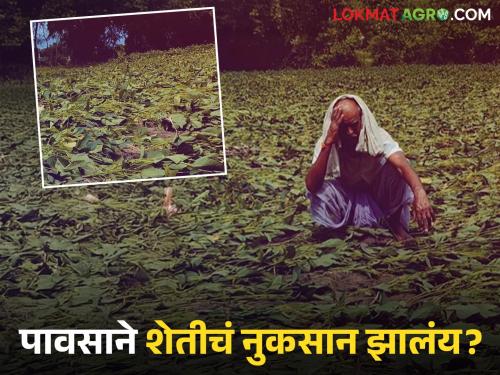 Latest news Nuksan Bharpai Crop damage due to rain, farmers should do Panchnama first | Nuksan Bharpai : राज्यात पावसानं शेतीपिकांची दाणादाण, शेतकऱ्यांनो पहिल्यांदा 'हे' काम करा!