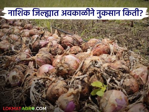 Latest News nuksan bharpai Unseasonal rains damage crops on 12 hectares in Nashik district | 35 हजार शेतकरी बाधित, सर्वाधिक कांद्याचे नुकसान, नाशिकला किती नुकसान भरपाई मिळणार? 