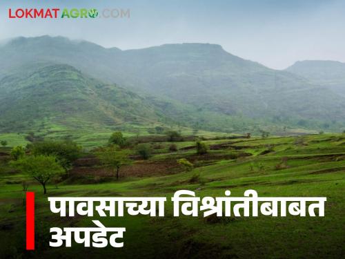Latest News Maharashtra Rain Rain likely in these districts for next five days from today, read in detail | Maharashtra Rain : आजपासुन पुढील पाच दिवस 'या' जिल्ह्यांत पावसाची उघडीप, वाचा सविस्तर 