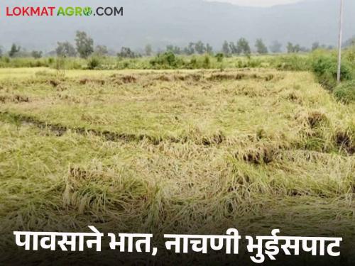 In the western panhala, rice, ragi ground with rain; Farmer Havaldil demands compensation | पश्चिम पन्हाळ्यात पावसाने भात, नाचणी भुईसपाट; शेतकरी हवालदिल नुकसानभरपाईची मागणी