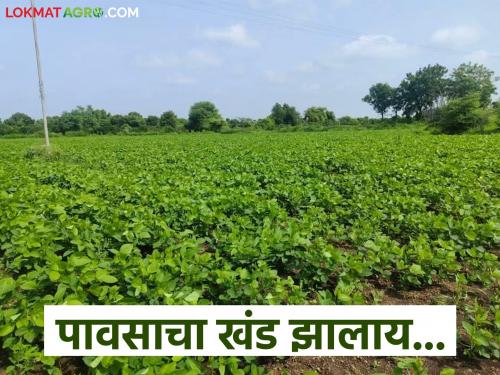 Lack of rain in Nandurbar district; Important appeal from the Agriculture Department | Agriculture News : नंदुरबार जिल्ह्यात पावसाचा खंड; कृषी विभागाकडून महत्वाचे आवाहन