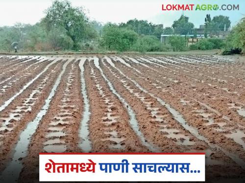 Latest News Agriculture News rain water accumulates in farming | Agriculture News : सर्वदूर मुसळधार, शेतात पावसाचे पाणी साचल्यास, पहिल्यांदा हे काम करा! 