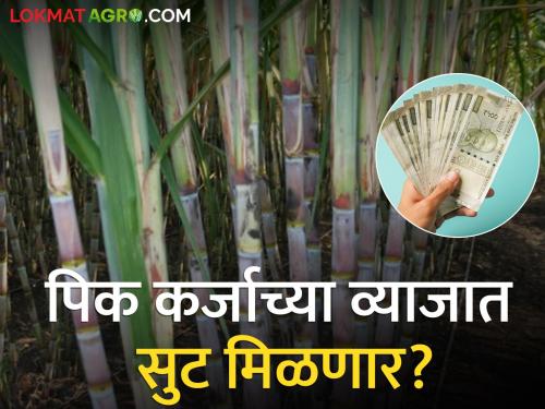 Panjabrao Deshmukh Scheme; Farmers who regularly repay crop loans are also in financial trouble | पंजाबराव देशमुख योजना; नियमित पीक कर्ज फेड करणारा शेतकरीसुद्धा आर्थिक अडचणीत