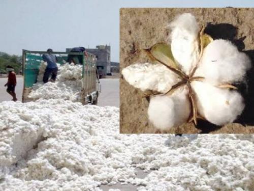 Cotton sales start, how much price is getting per quintal? | कापूस विक्रीला सुरुवात, प्रतिक्विंटल किती मिळतोय भाव?